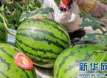 辽源吃瓜爆料视频最新消息,揭秘视频背后惊人真相！